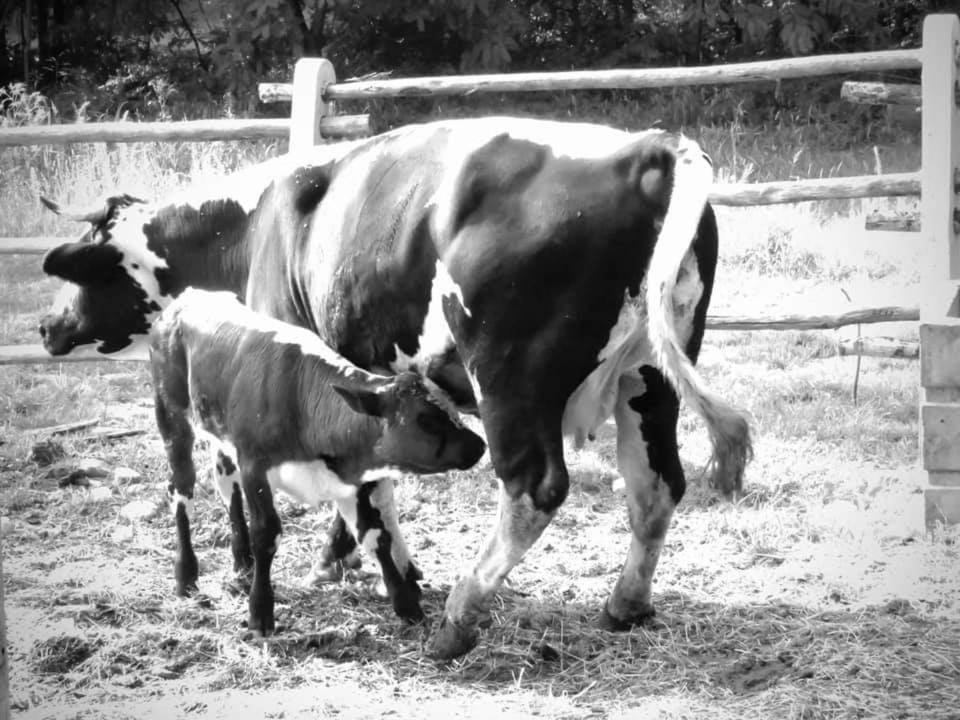 Lombardore Agriturismo Parco Campofelice מראה חיצוני תמונה