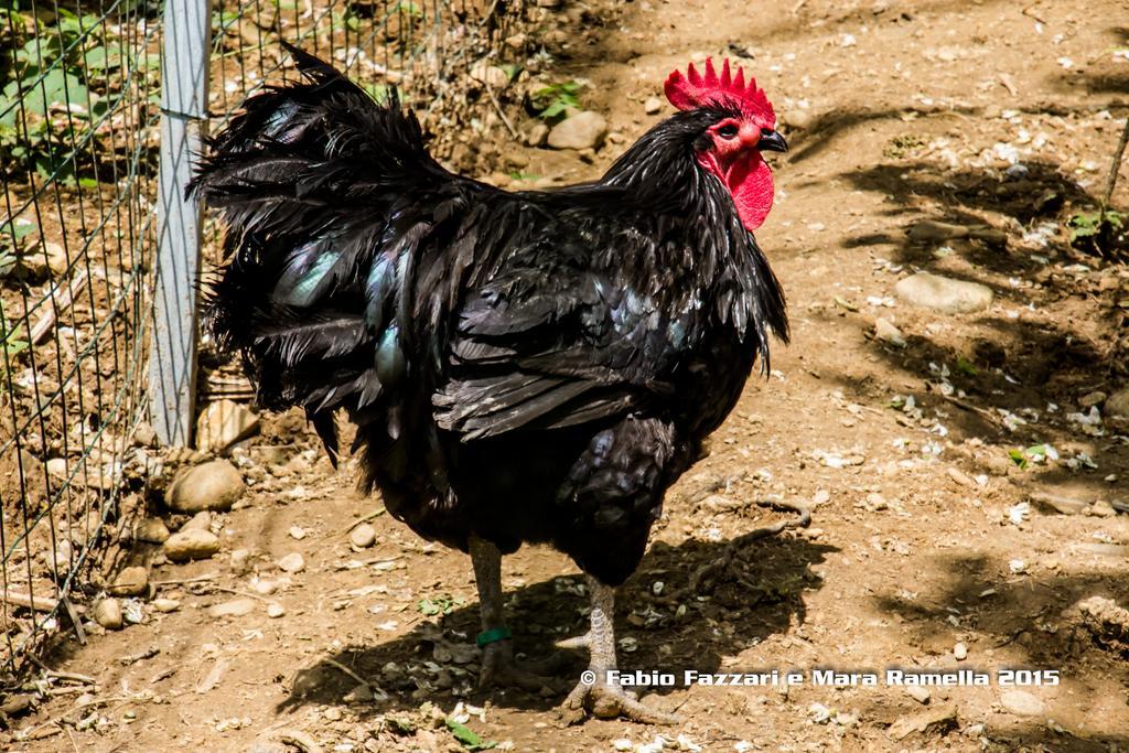 Lombardore Agriturismo Parco Campofelice מראה חיצוני תמונה